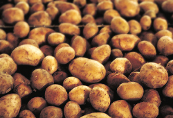 картофель и удобрения для картофеля