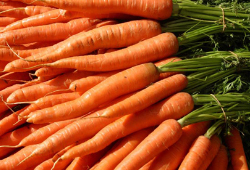 морковь и удобрения для моркови