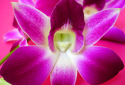 орхидеи и удобрения для орхидей