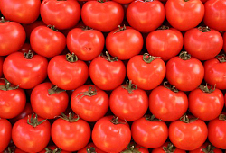 томаты и удобрения для томаты