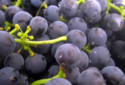 виноград и удобрения для винограда