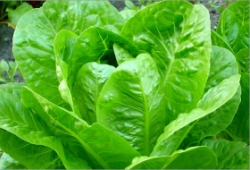 выращивание салата и удобрение для салата