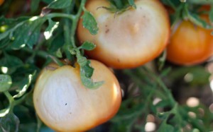 опіки розсади томатів
