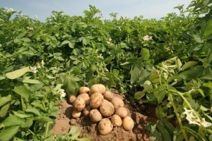 картофель и удобрение картофеля