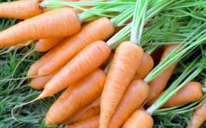 осенний посев моркови – подготовка почвы