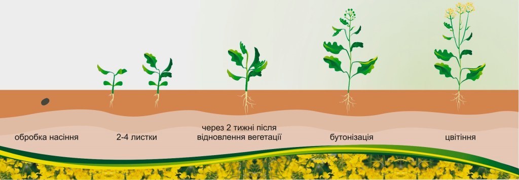 Рапс: технология возделывания, урожайность, удобрение